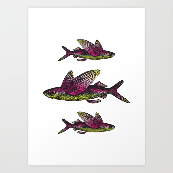 Flying Fish | Vintage Flying Fish | Art Print