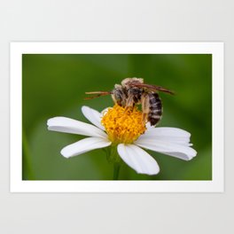 Longhorn Bee Art Print