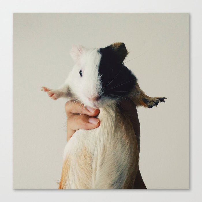 The Guineapig Canvas Print