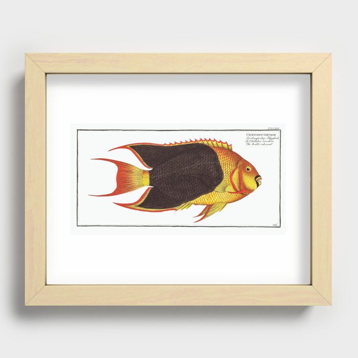 Treble-colored (Chaetodon tricolor) from Ichtylogie, or Histoire naturelle generale et particiére de Recessed Framed Print