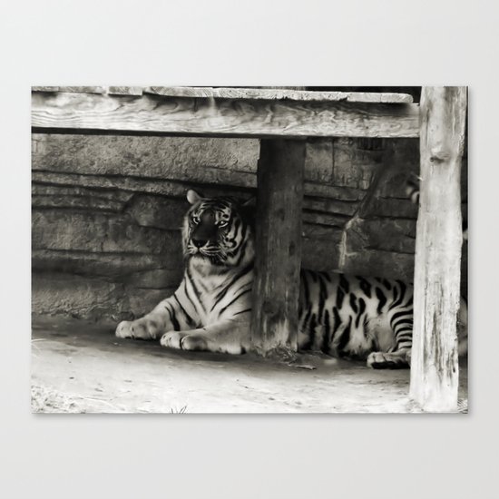 Tiger Canvas Print