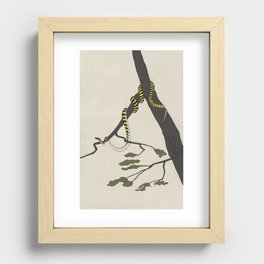 Lounging Golden Tree Snake Recessed Framed Print