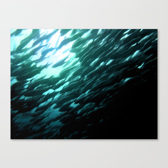 Thousands of jack fish Canvas Print