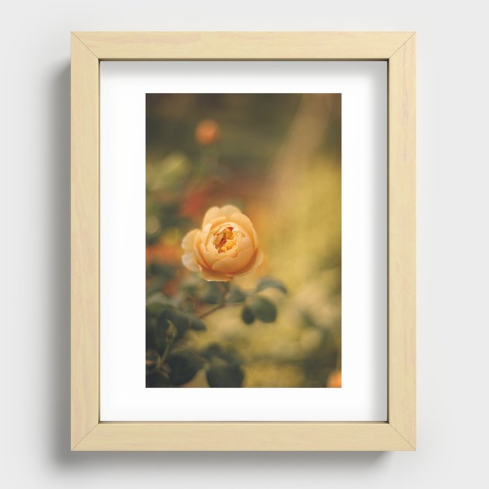 Golden yellow rose | Flower photography | Floral photography Recessed Framed Print
