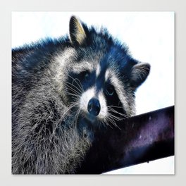 Cute Raccoon Resting On Tree Branch  Canvas Print