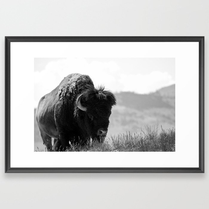 Black and White Bison Framed Art Print