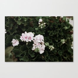 PINK AND WHITE FLOWER SCENERY Canvas Print