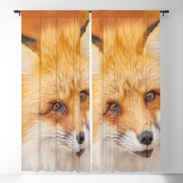 Japanese red fox resting, sleeping and playing in the white snow forest background in Japan Blackout Curtain