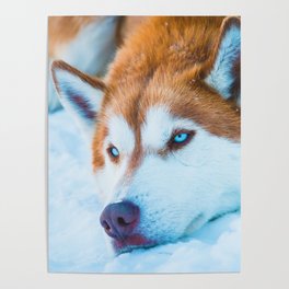 Sleepy Orange Siberian Husky (Color) Poster