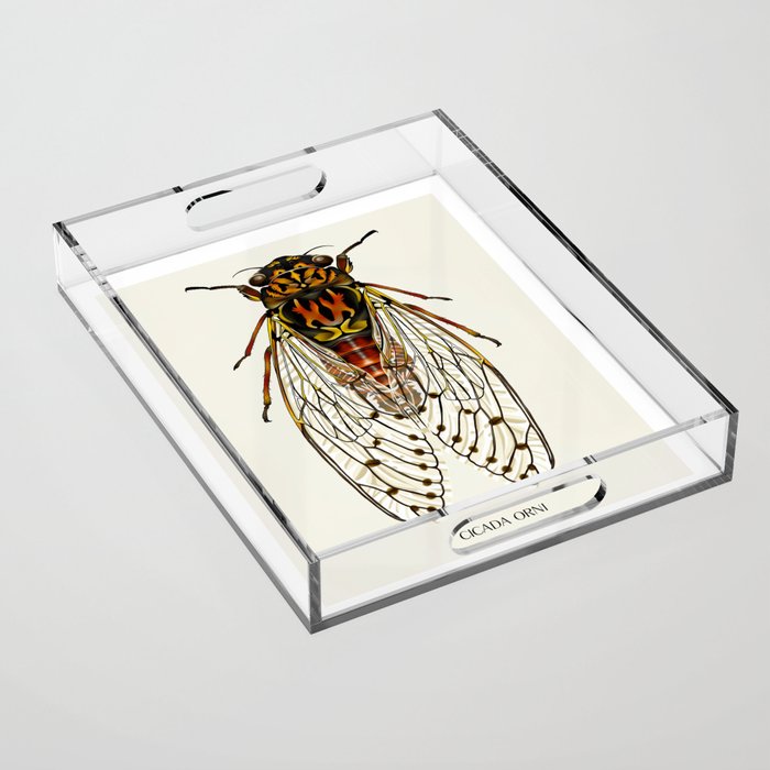 Cicada Orni Bug Acrylic Tray