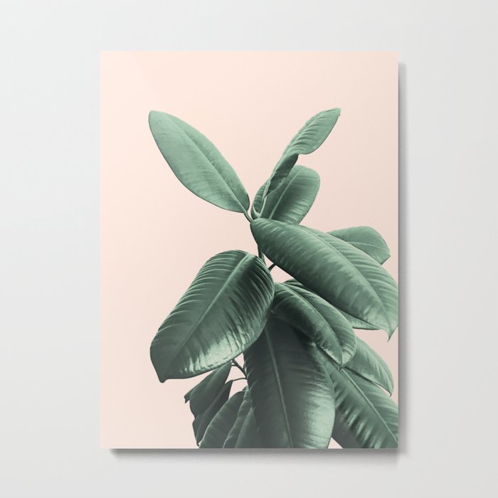 Ficus Elastica #25 #SummerVibes #foliage #decor #art #society6 Metal Print