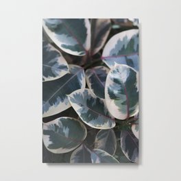 Ficus elastica 'Ruby'  //  Rubber-Plant  // The Botanical Series Metal Print | Nature, Digital, Photo 