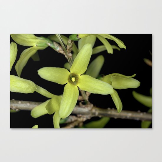 Forsythia Close up Canvas Print