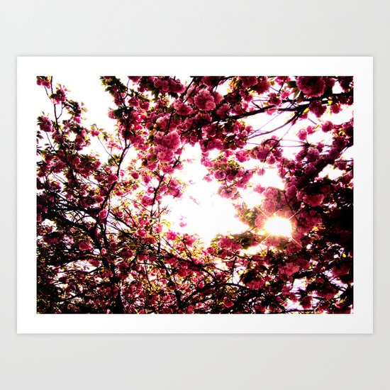 Cherry Blossom Art Print