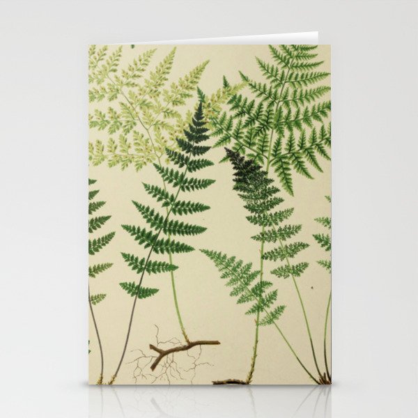 Botanical Ferns Stationery Cards
