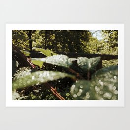 Sparkling Leaves | Nature Photography in Italy  Art Print