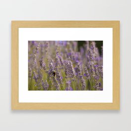Bumblee in a field of lavender Framed Art Print