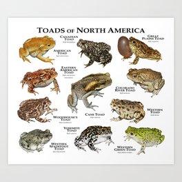 Toads of North America Art Print