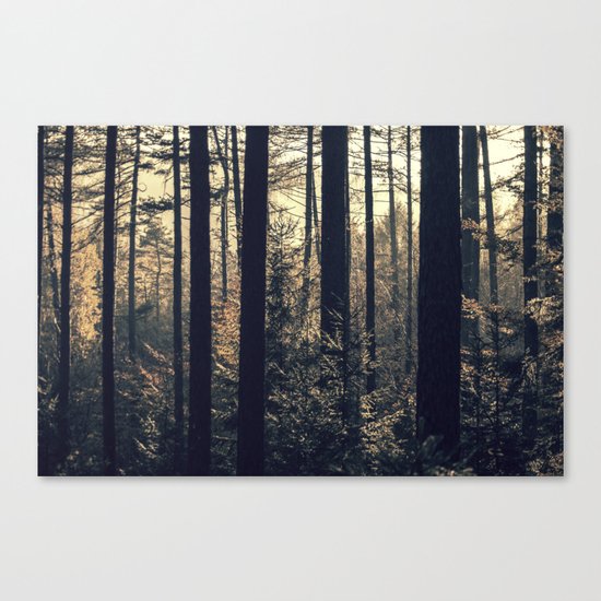 Light in the forest Canvas Print
