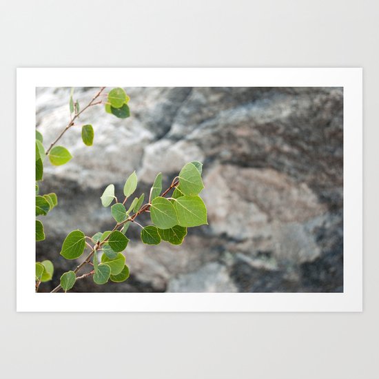 Aspen Leaves Art Print