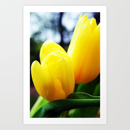 Yellow Tulips Art Print