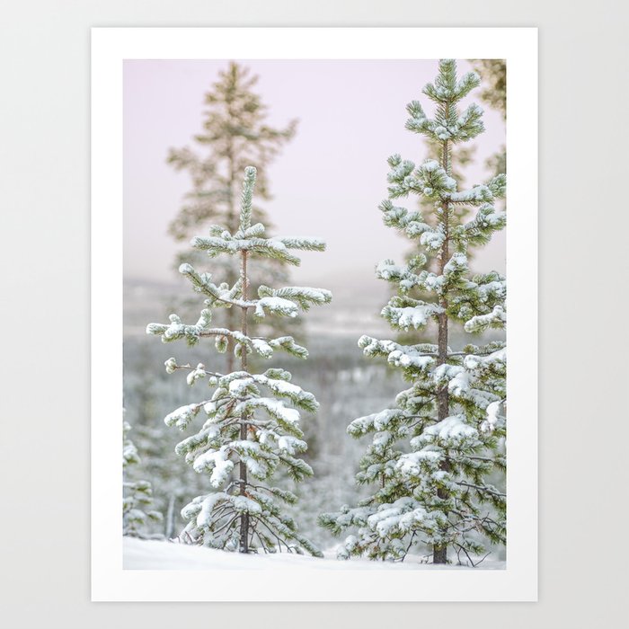 Pine Trees Covered with Snow Lapland Finland Art Print