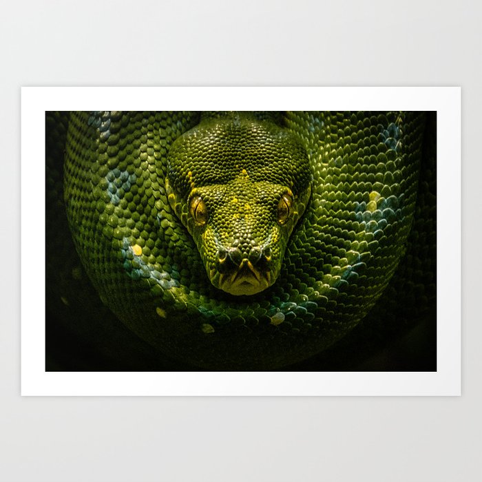 Python Art Print by Connect2Nature | Society6