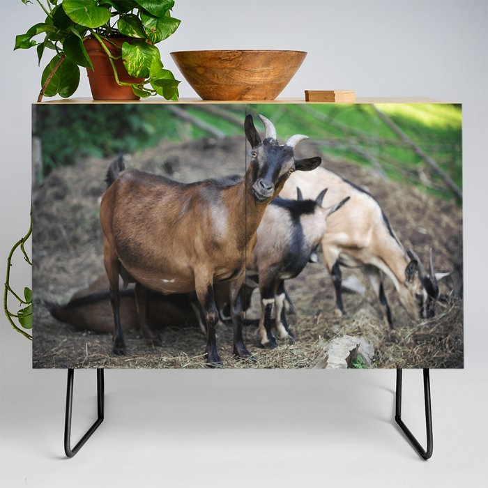 Curious Goat Facing Camera  Credenza