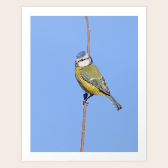 Blue Tit Art Print