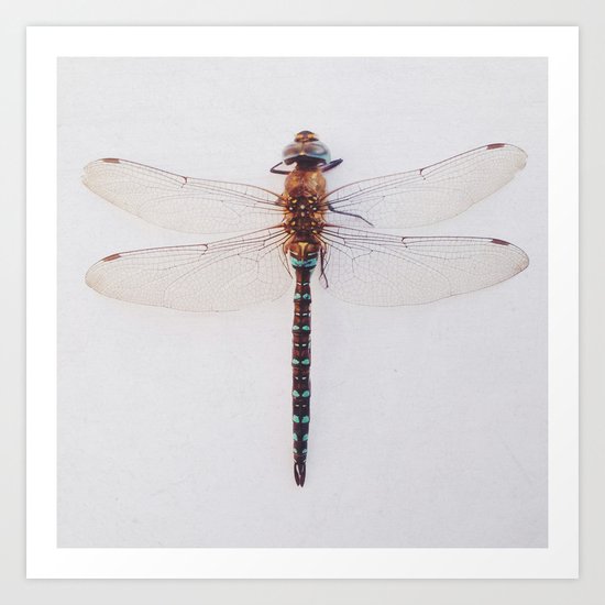 Dragonfly Art Print