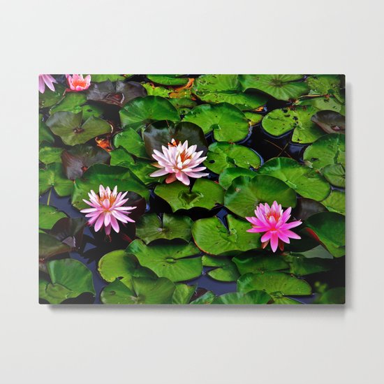 The Lilypad Pond Metal Print