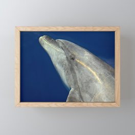 Bottlenose dolphin portrait Framed Mini Art Print