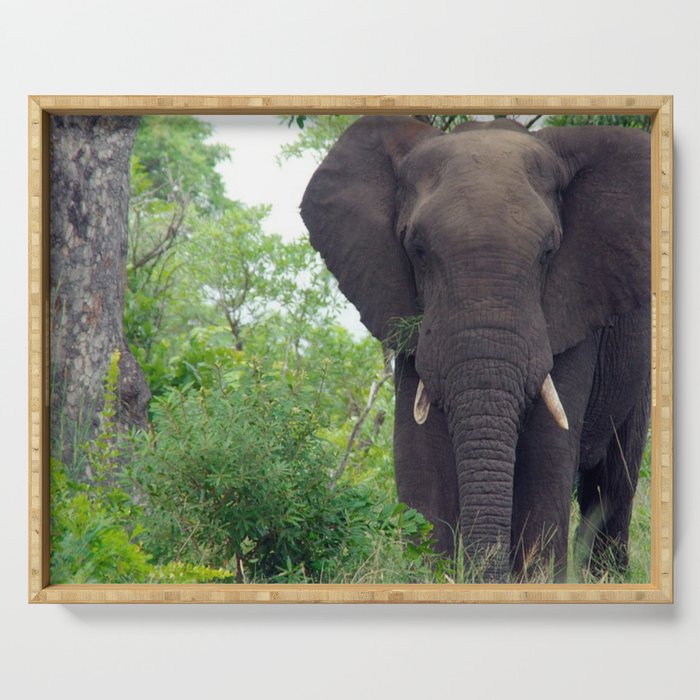 South Africa Photography - Elephant Walking Through The Forest Serving Tray