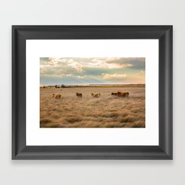 Cows Among the Grass - Cattle Wade Through a Field in Texas Framed Art Print