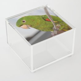 Brazil Photography - Green Parrot Sitting On A Thin Rope Acrylic Box
