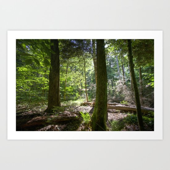 Trees Art Print