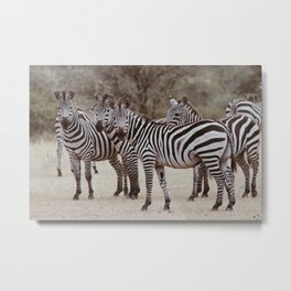 Serengeti zebras Metal Print
