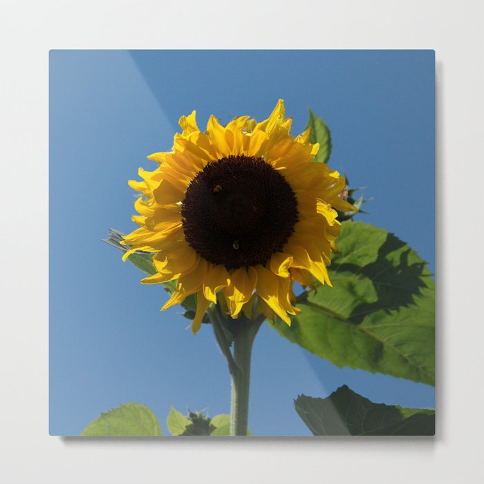 Sunflower for Ukraine - 50% of Profits to Charity Metal Print