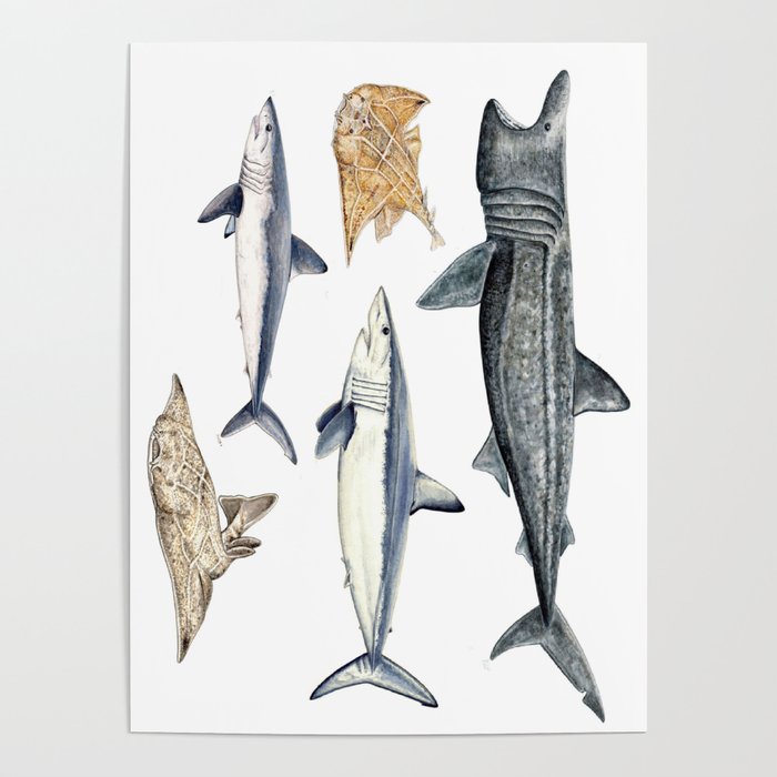 Shark diversity Poster