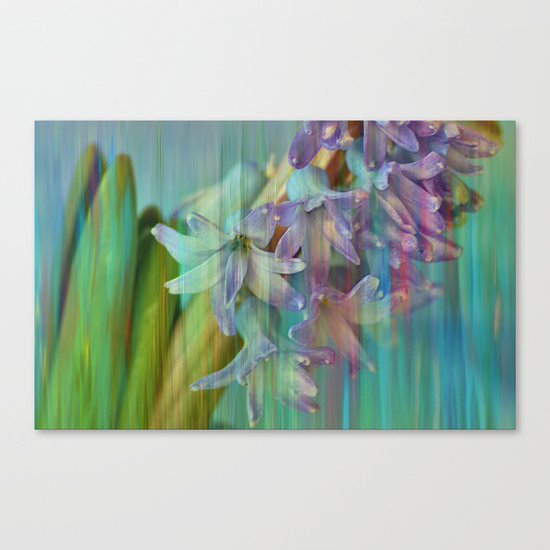 風信子 Canvas Print