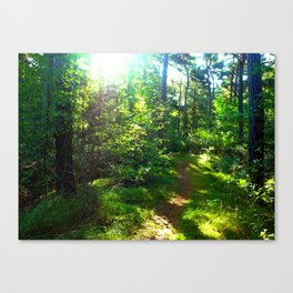 Sunshine Forest Canvas Print