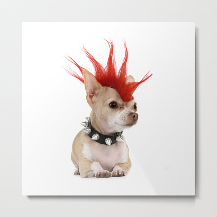 Punk Chihuahua Metal Print