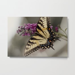 The Swallowtail, 1 Metal Print | Swallowtail, Outdoors, Metamorphasis, Flowers, Color, Summer, Floral, Photo, Butterfly, Nature 