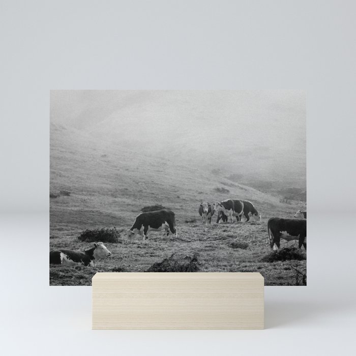 Misty Mountain Cows Mini Art Print