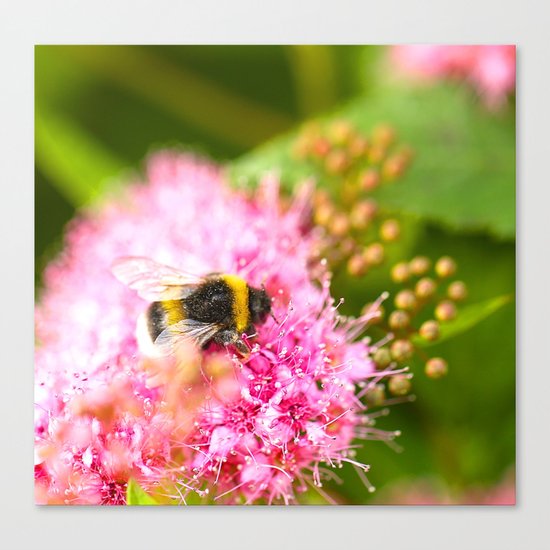 Busy Bee Bzzzzzzz Canvas Print