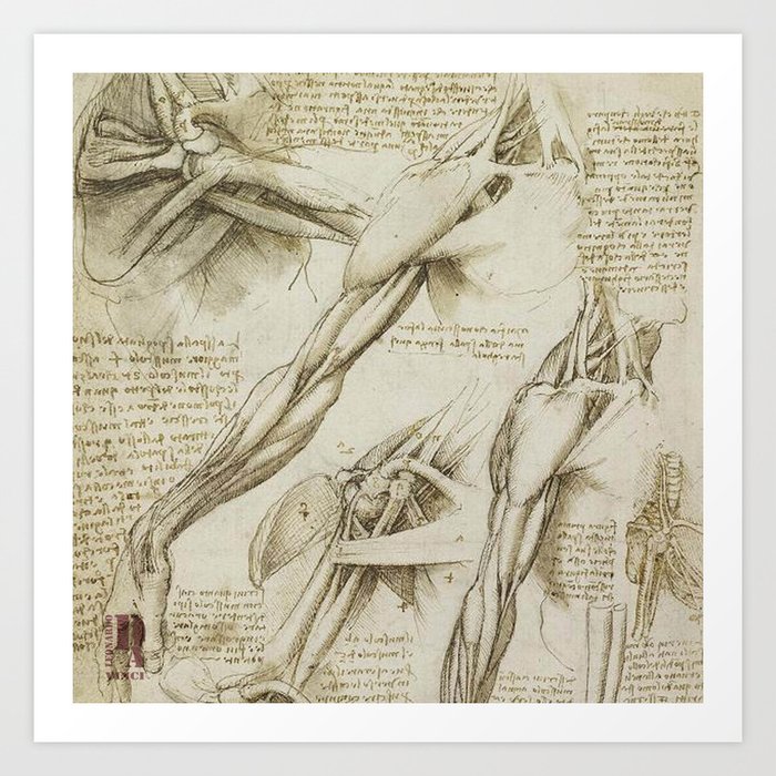 leonardo da vinci drawings of the body