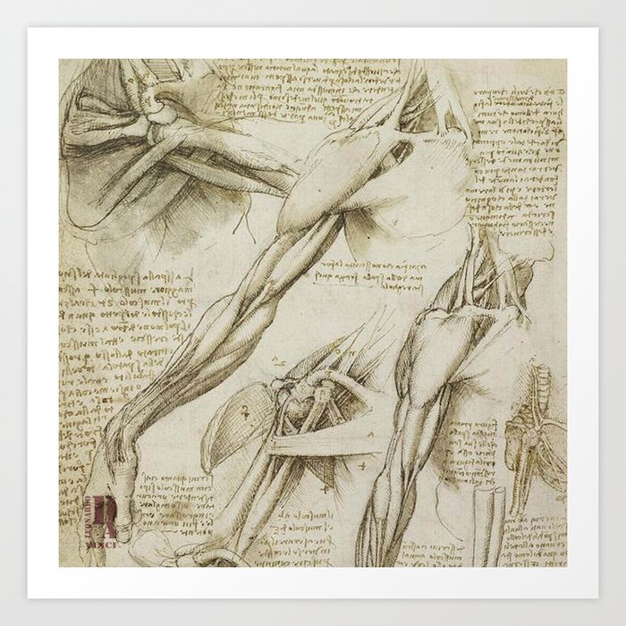 leonardo da vinci human body drawing