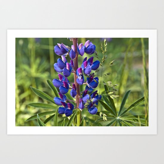 Summer Meadow with Blue Lupine Art Print