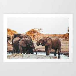 African Elephants at the water pool, Art Print || Botswana, Chobe National Park Art Print