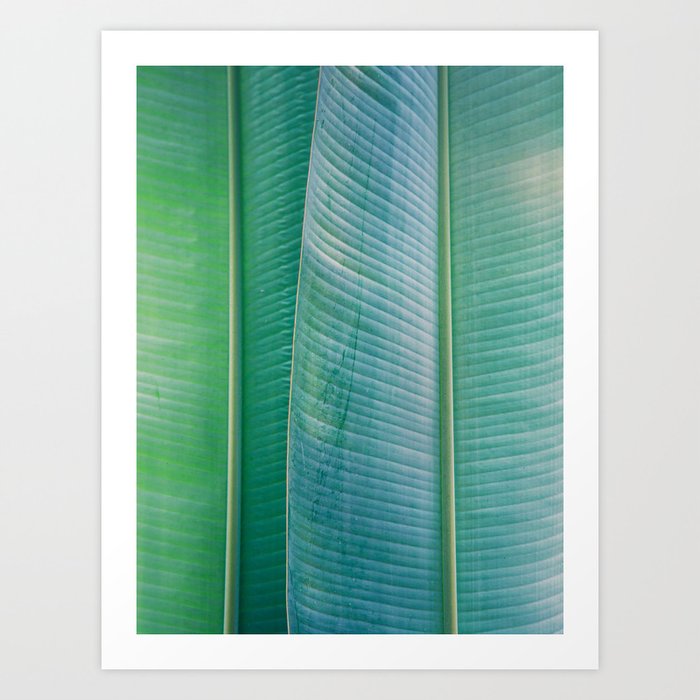 Teal Tropical Plant Leaves Art Print
